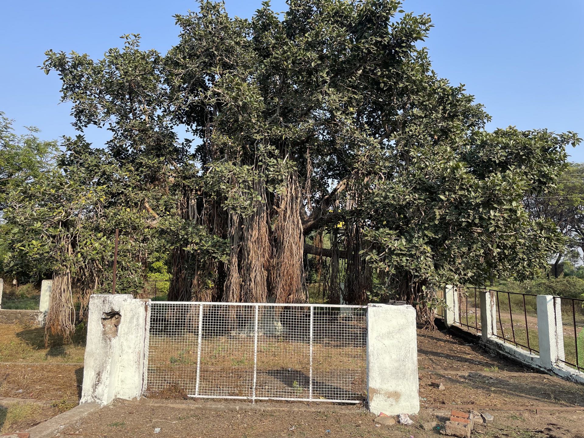 Ichapurti Banyan Tree